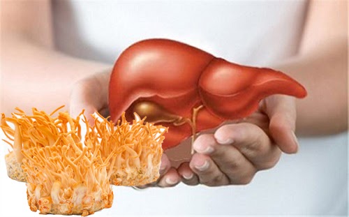 Đông trùng hạ thảo giúp ngăn ngừa gan nhiễm mỡ